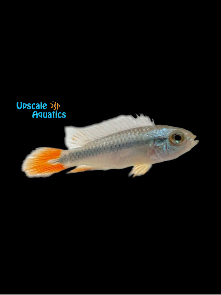 Apisto. Agassizii 'Blue Flame' (Apistogramma agassizii 'Blue Flame')