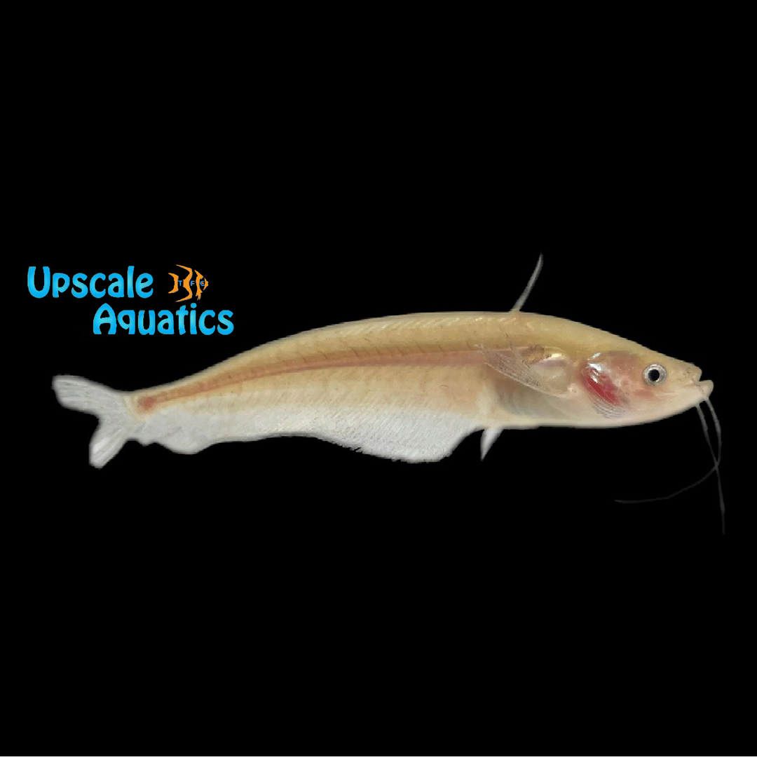 Golden Ompok Catfish (Ompok bimaculatus)