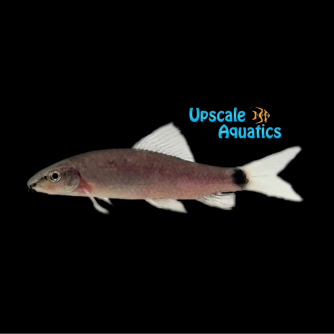Ghost Shark (Epalzeorhynchos frenatum)