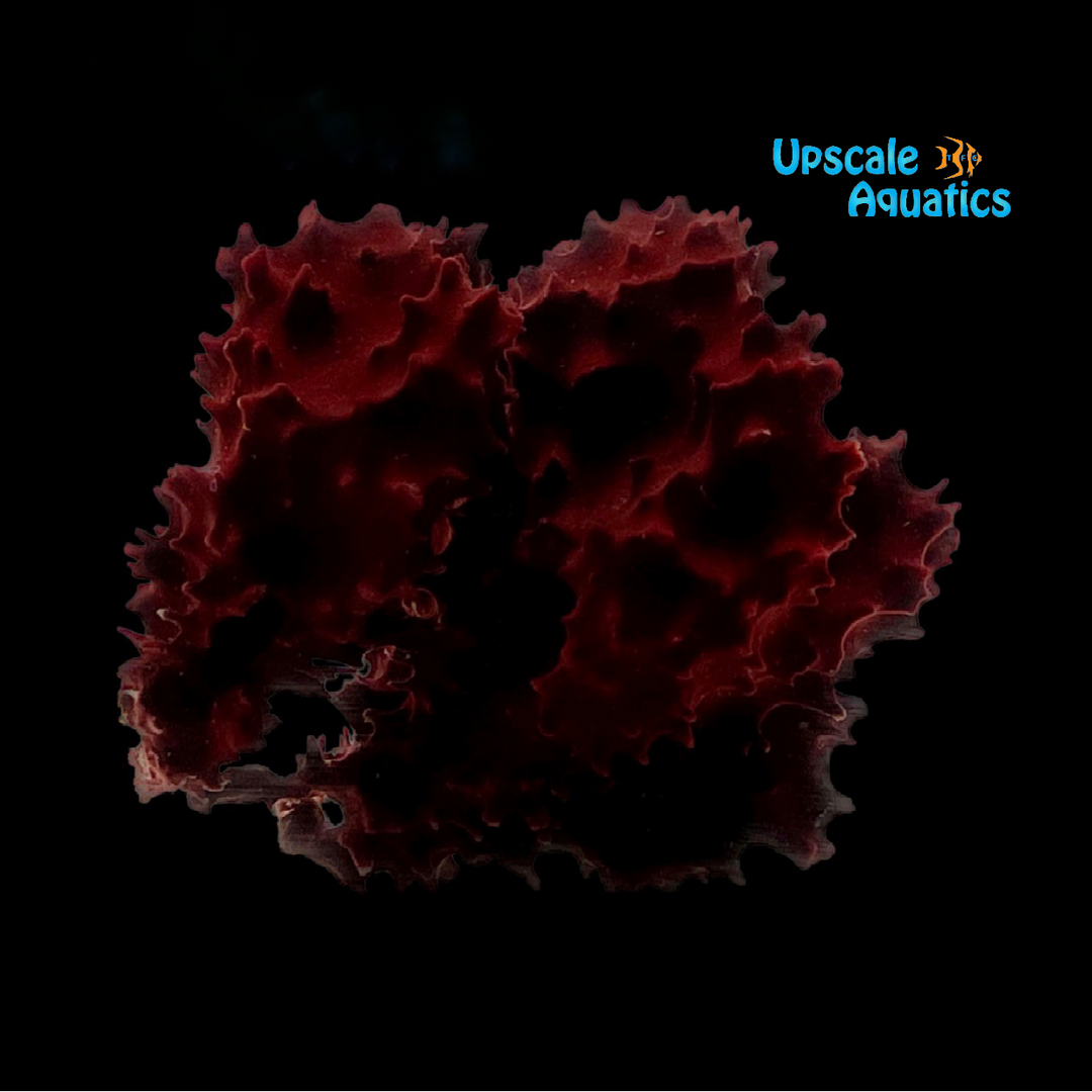 Burgunday Cactus Sponge (Spongia sp.)