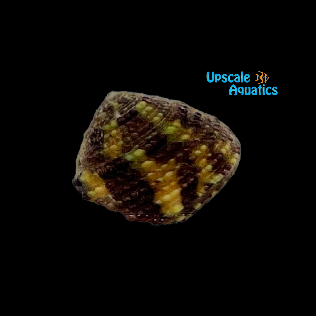 Black Banded Trochus Snail (Trochus sp.)