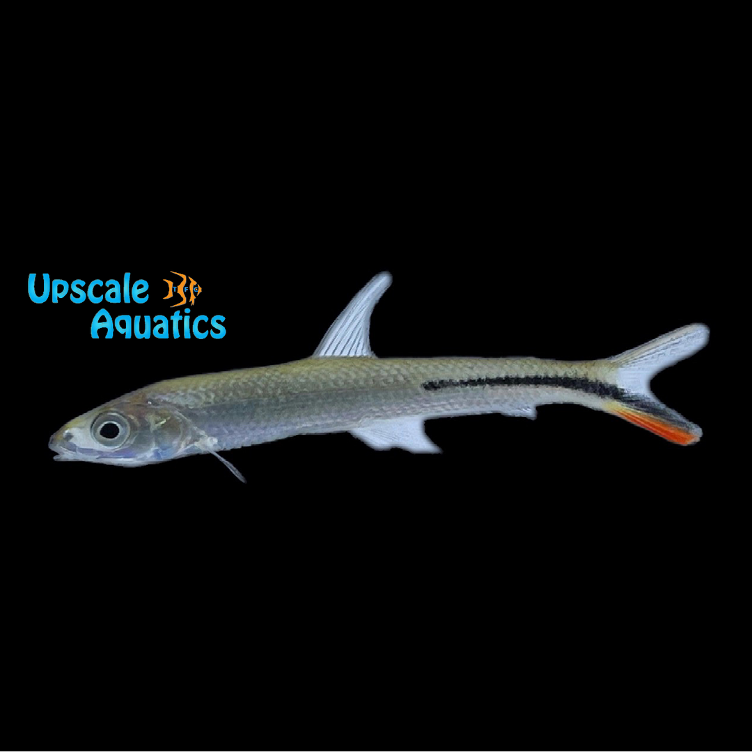 Red Tail Hemiodus (Hemiodus gracilis)