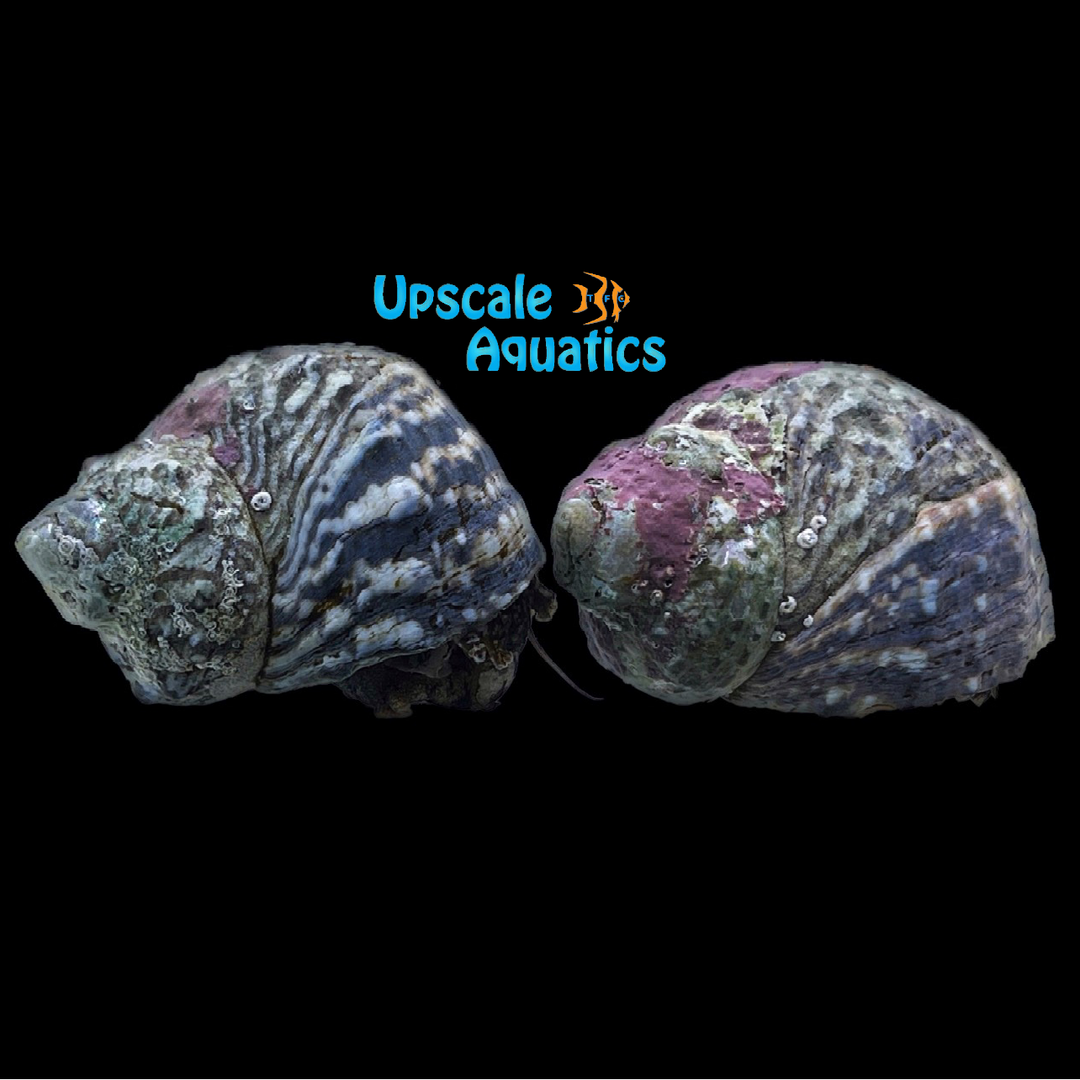 Mexican Turbo Snail (Turbo fluctuosa)