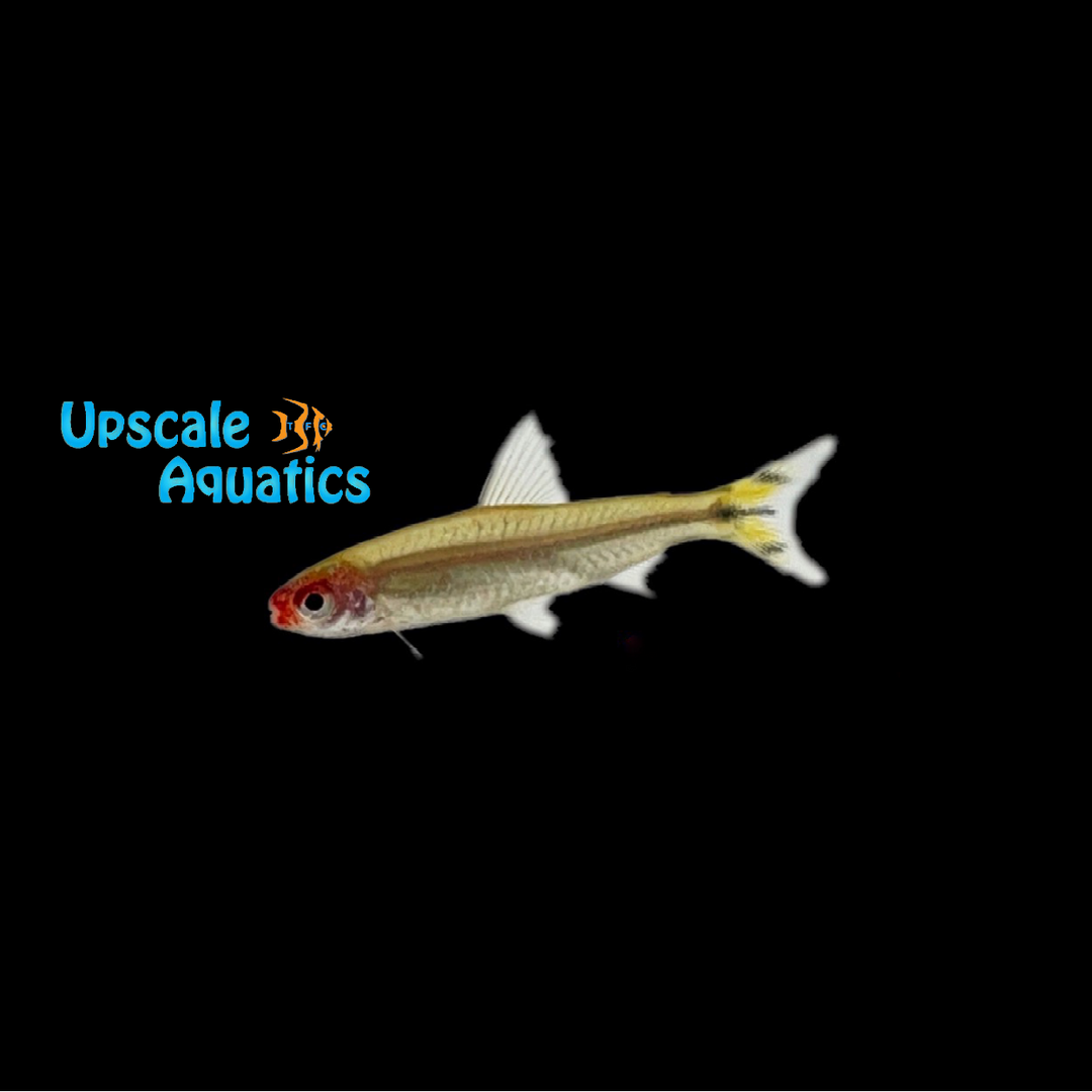 Rummynose Tetra (Hemigrammus rhodostomus)