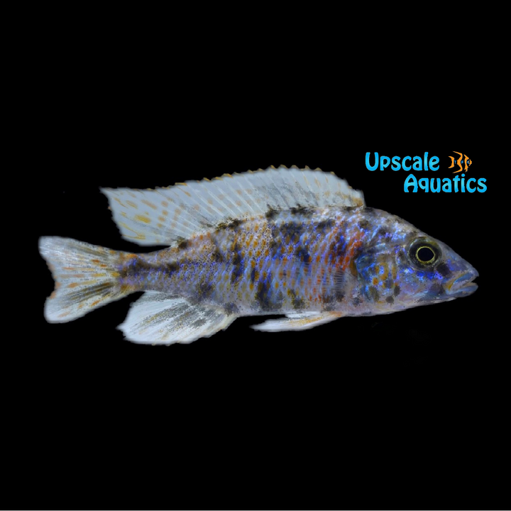 OB Ahli (Sciaenochromis fryeri ob)