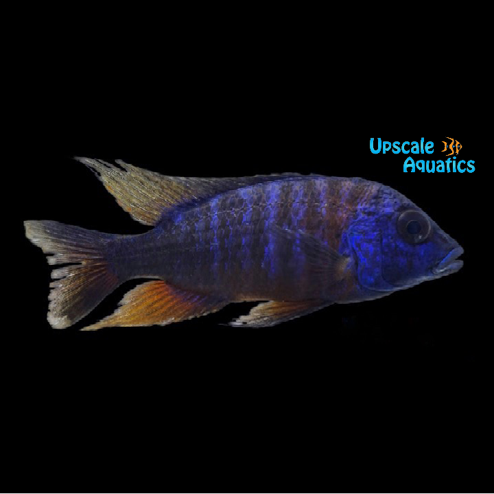 Blue Dragon Peacock (Aulonocara sp.)