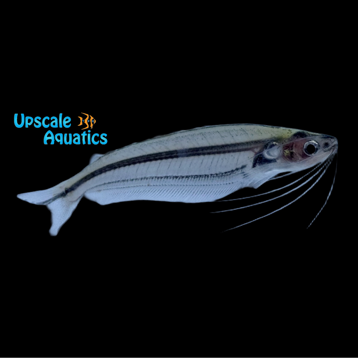 African Glass Catfish (Parailia pellucida)