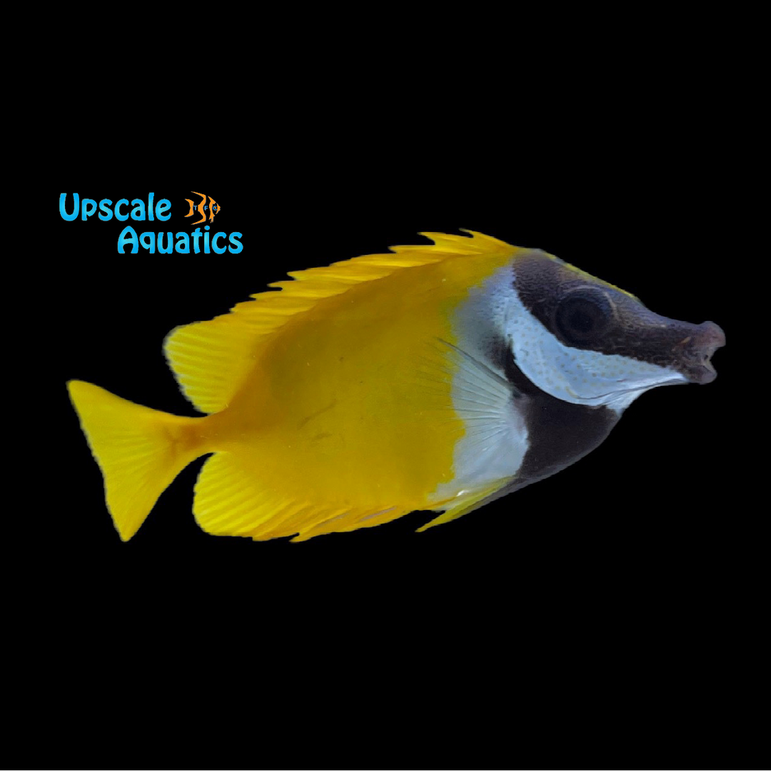 Foxface (Siganus vulpinus)