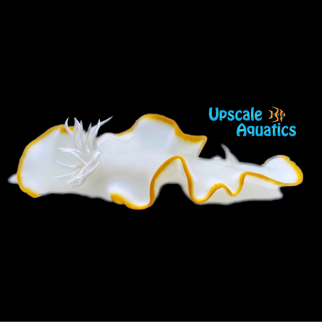 Egretta Nudibranch (Ardeadoris egretta)