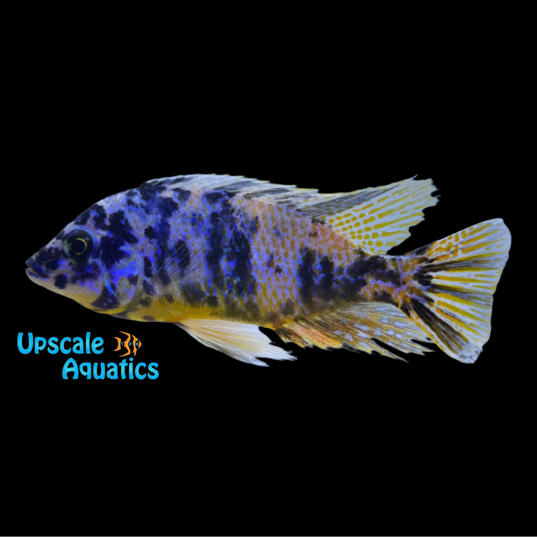 OB Insignus Cichlid (Protomelas spilonotus Tanzania)