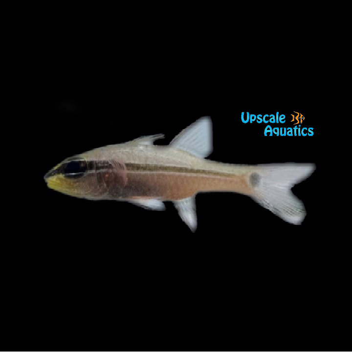 Bridled Cardinalfish (Apogon fraenatus)
