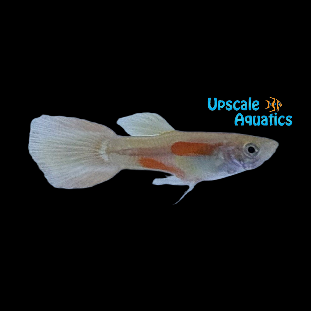 Yellow Pigeonblood Guppy (Poecilia reticulata)