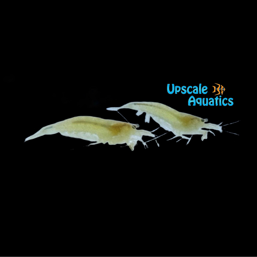 Yellow Lemon Amano Shrimp (Caridina multidentata 'Yellow Lemon')