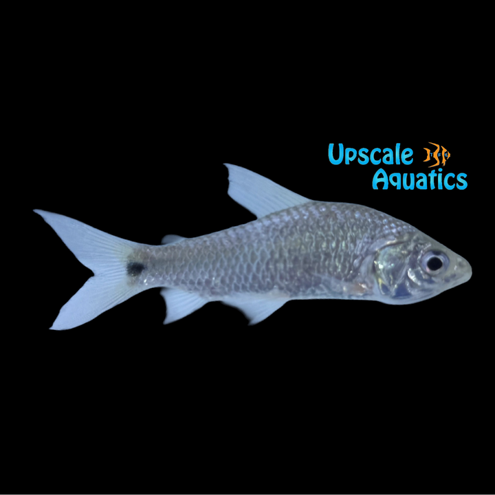 Shinyscaled Curimata Tetra (Curimatopsis macrolepis)
