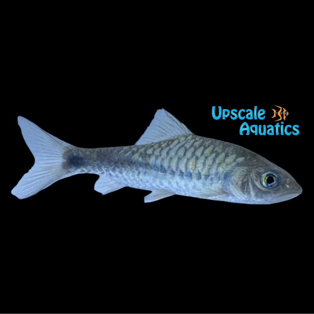Stevensonii Mahseer (Neolissochilus stevensonii)