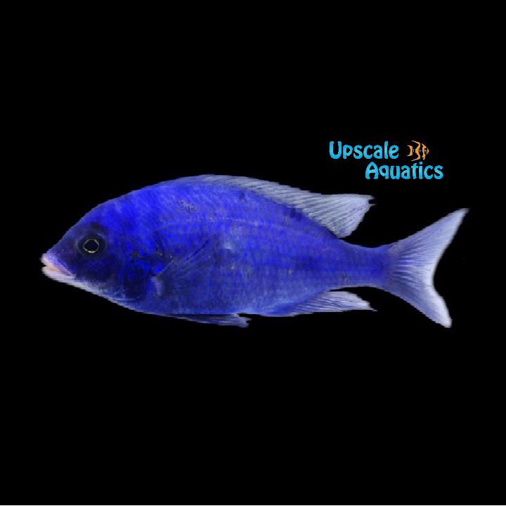 Mdoka White Lips (Placidochromis phenochilus 'Mdoka')