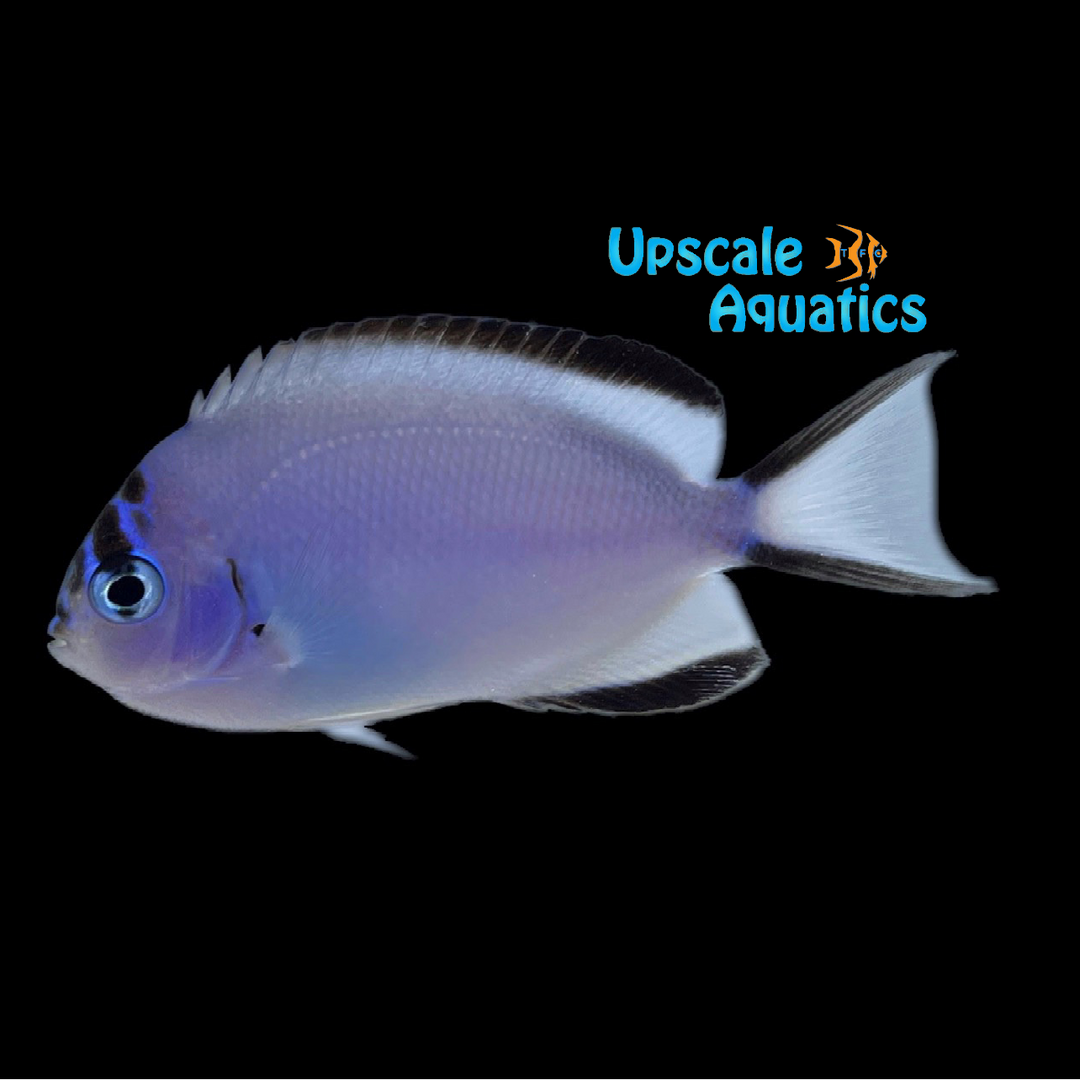 Watanabei Angelfish - Female (Genicanthus watanabei)