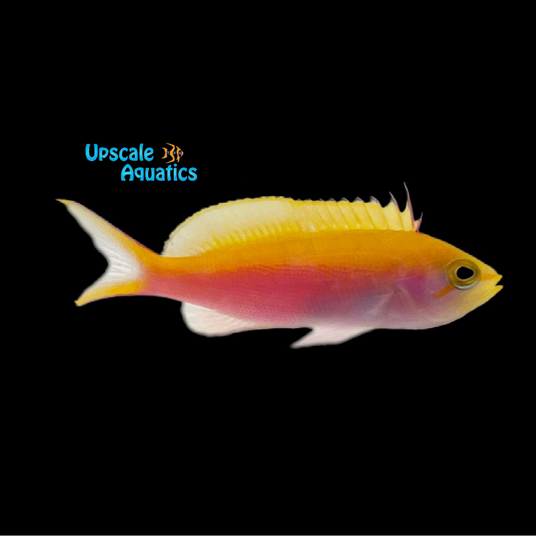 Bartlett's Anthias (Pseudanthias bartlettorum)