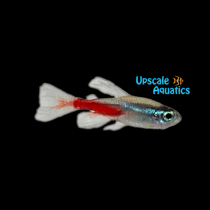 Longfin Neon Tetra (Paracheirodon innesi longfin)