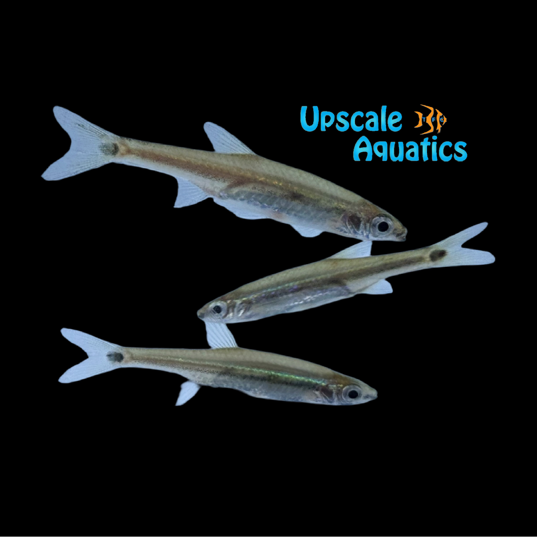Garnet Minnow (Aphyocypris lini)