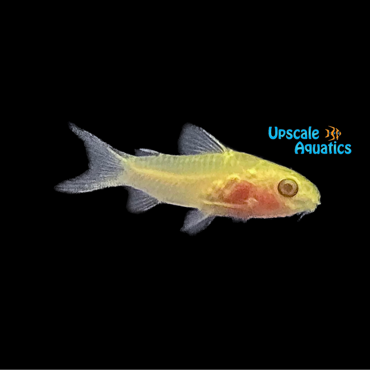 Albino Pygmy Cory (Corydoras pygmaeus albino)
