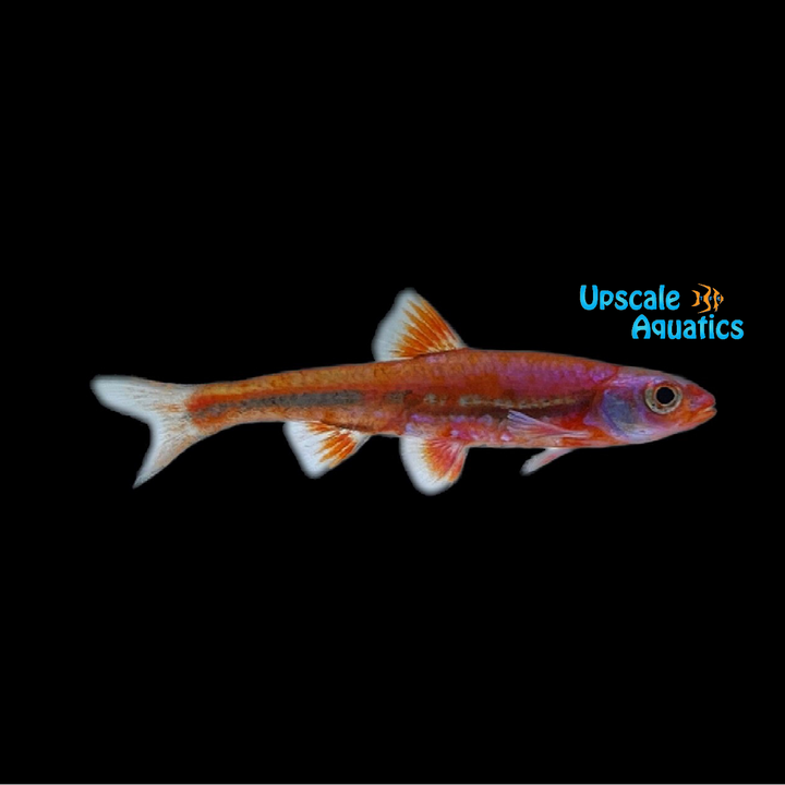 Rainbow Shiner (Notropsis chrosomus)