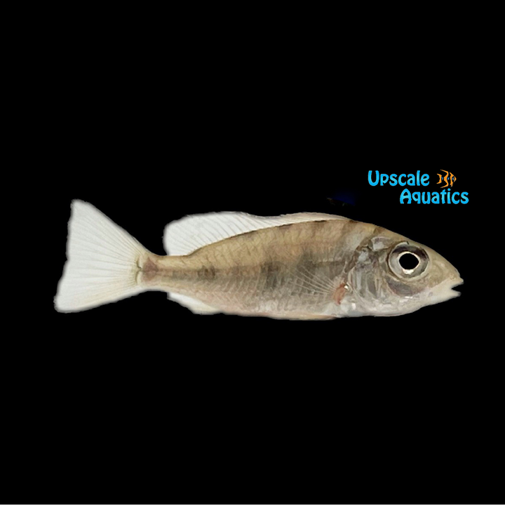 African Eartheater (Tylochromis lateralis)
