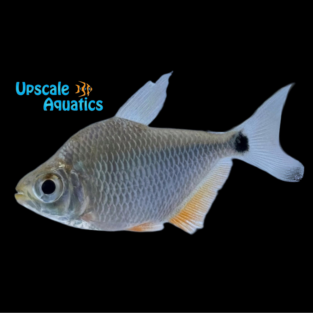 Tetragonopterus Argenteus