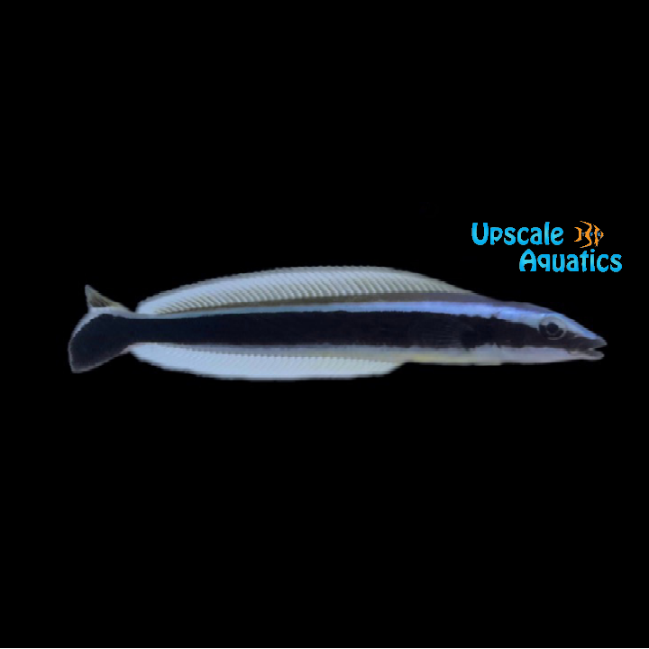 Blue Blanquillo (Malacanthus latovittatus)