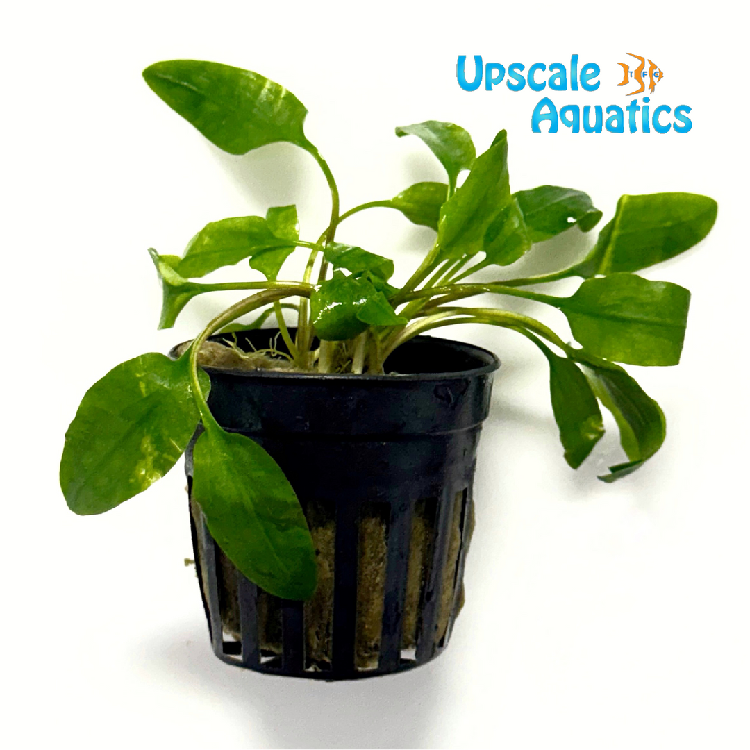 Willisii Crypto. (Cryptocoryne willisii)