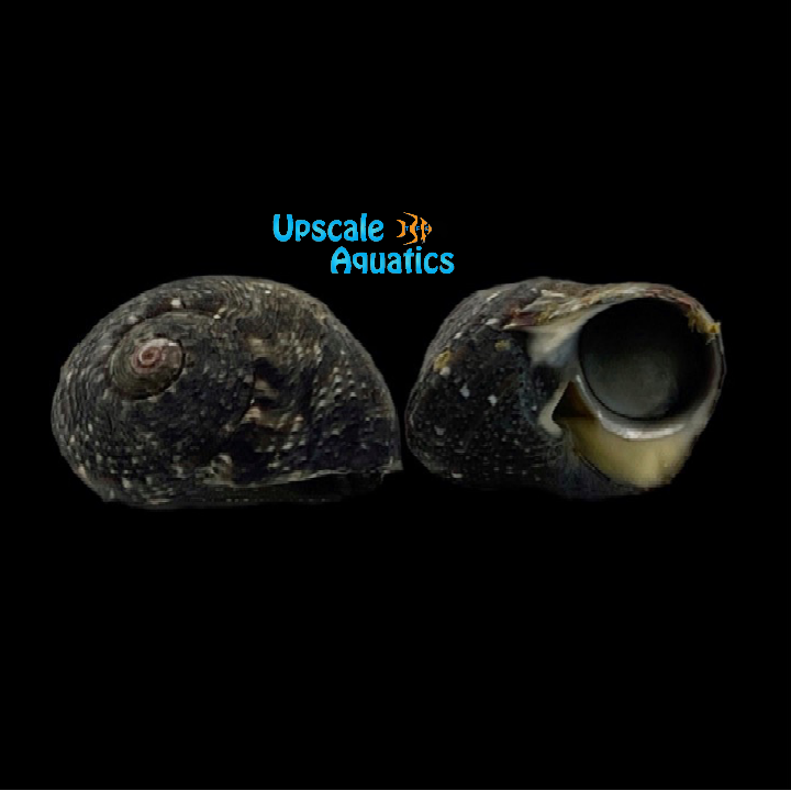 Cat Eye's Turbo Snail (Turbo petholatus)