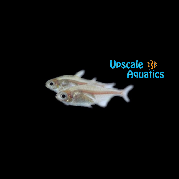 Yellow Phantom Tetra (Hyphessobrycon roseus)
