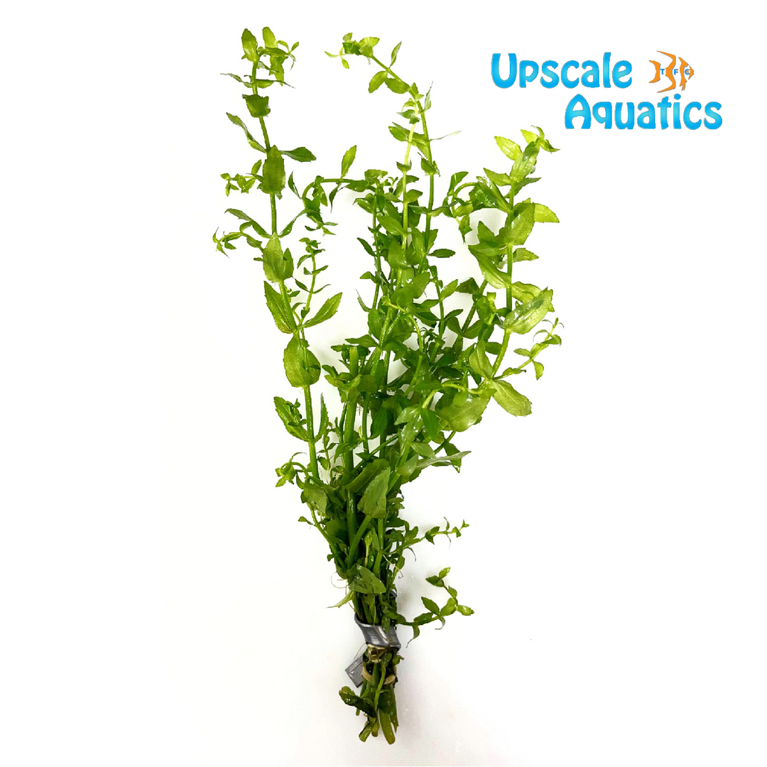 Gratiola Viscidula