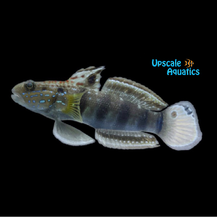 Banded Sleeper Goby (Amblygobius phalaena)