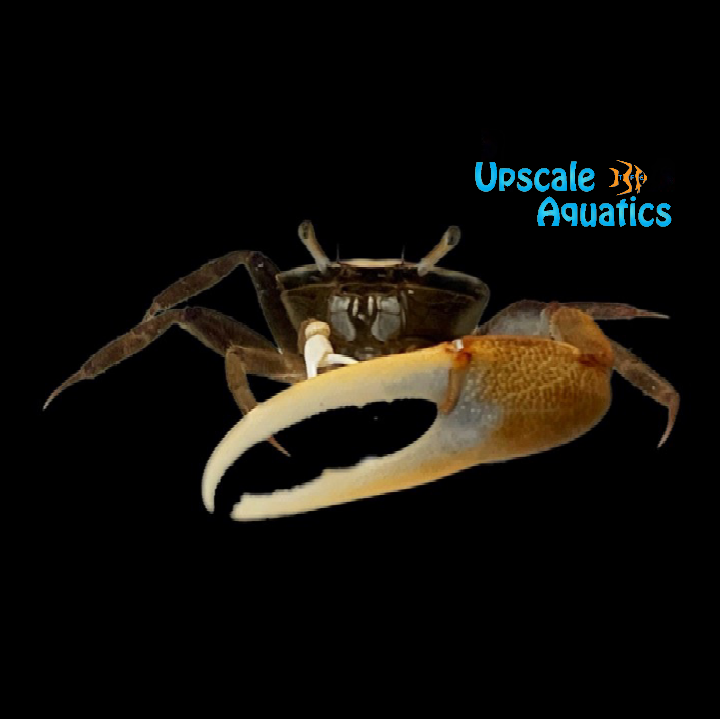 Gold Claw Fiddler Crab (Uca pugnax)