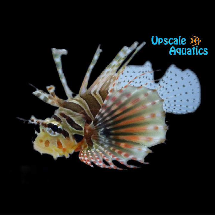 Zebra Dwarf Lionfish (Dendrochirus zebra)