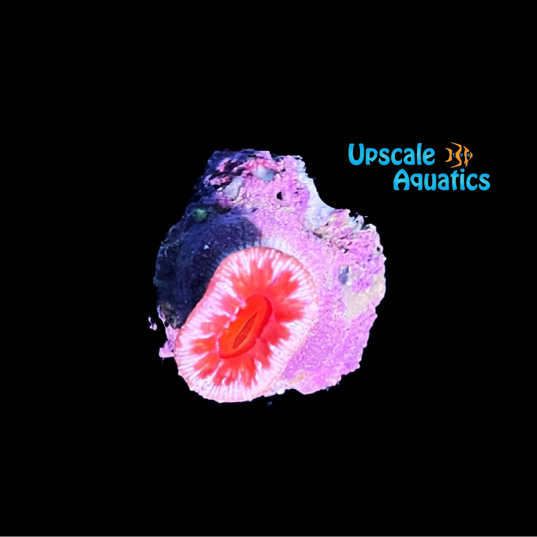 Balanophyllia Coral (Balanophyllia elegans)