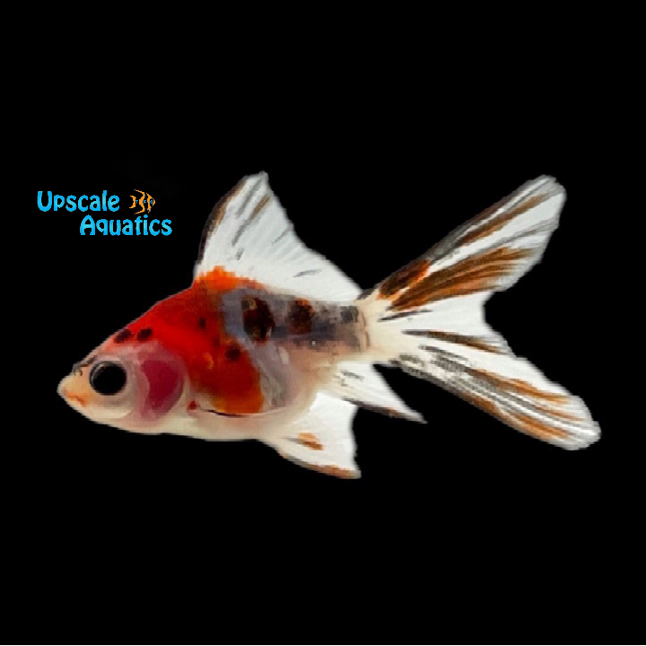 Bristol Shubunkin Goldfish (Carassius auratus)
