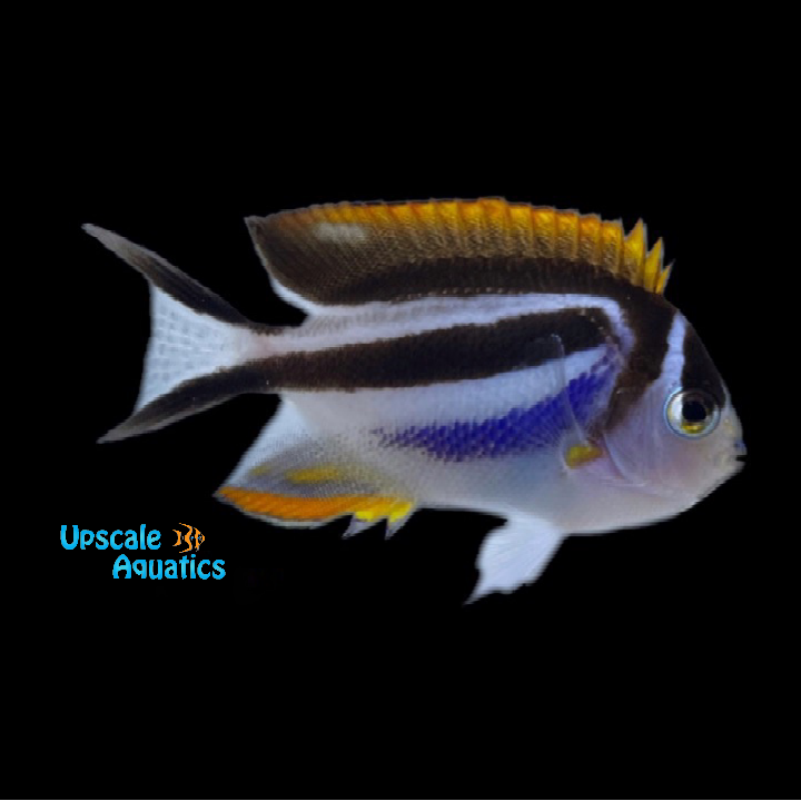 Bellus Angelfish - Female (Genicanthus bellus)