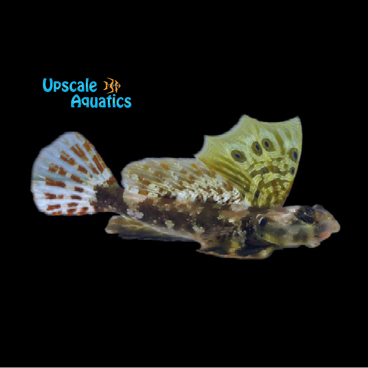 Scooter Blenny (Synchiropus ocellatus)