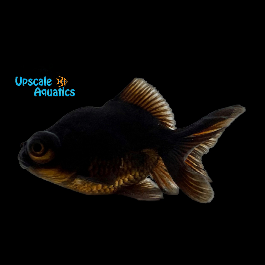 Black Moor Goldfish (Carassius auratus)