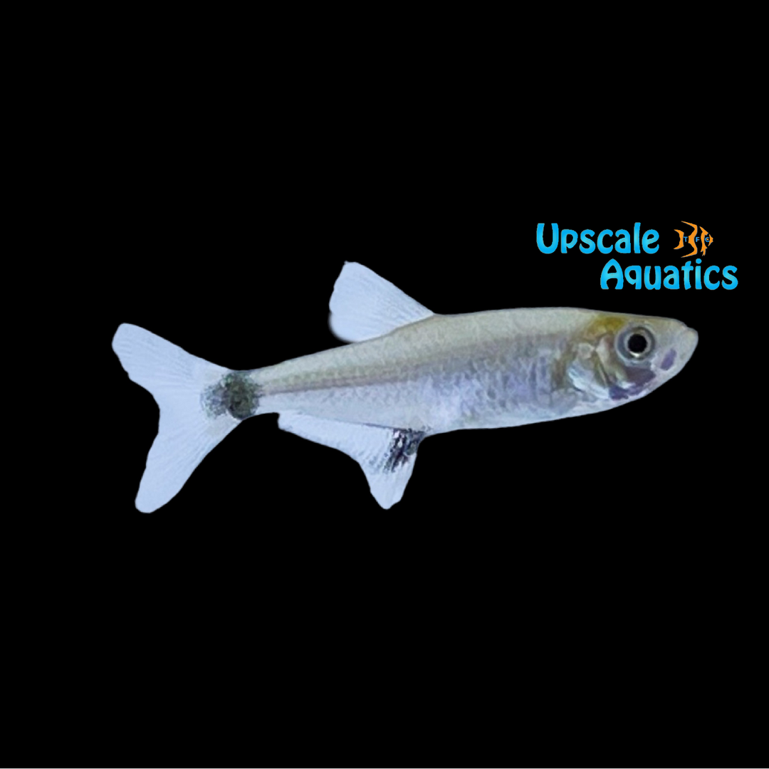 Panda Tetra (Aphyocharax paraguayensis)