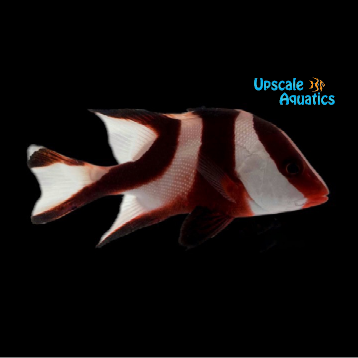 Red Emperor Snapper (Lutjanus sebae)