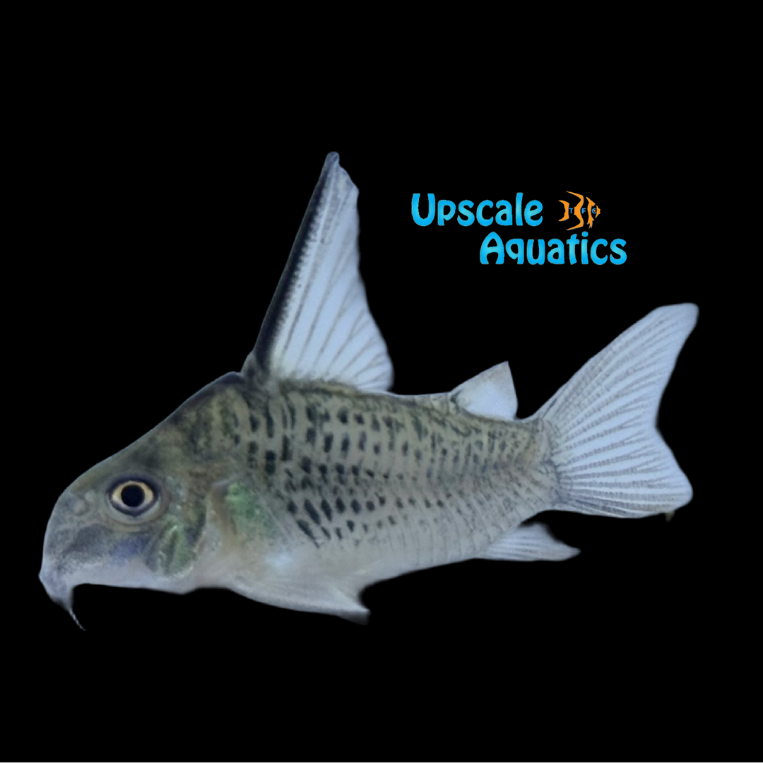 Ogawae Cory (Corydoras sp. Ogawae CW86)