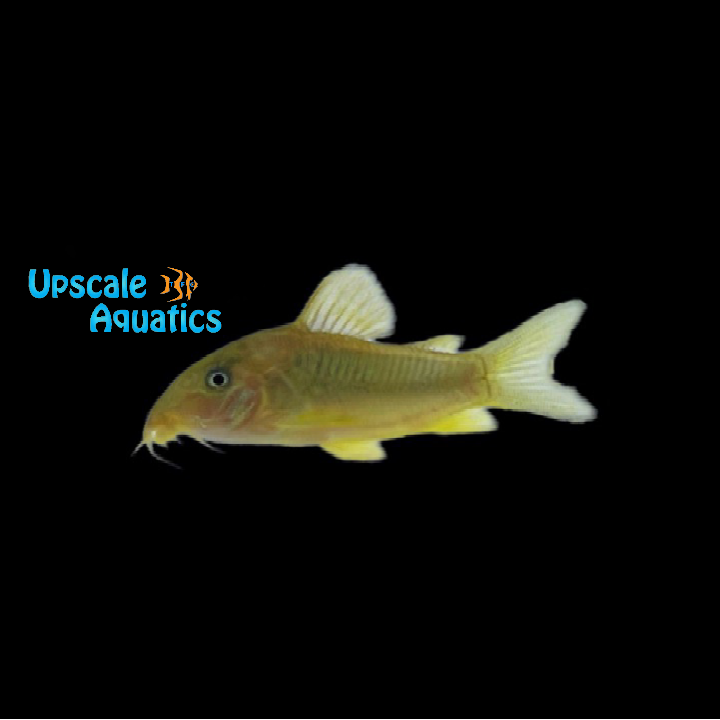 Green Gold Cory (Corydoras melanotaenia)