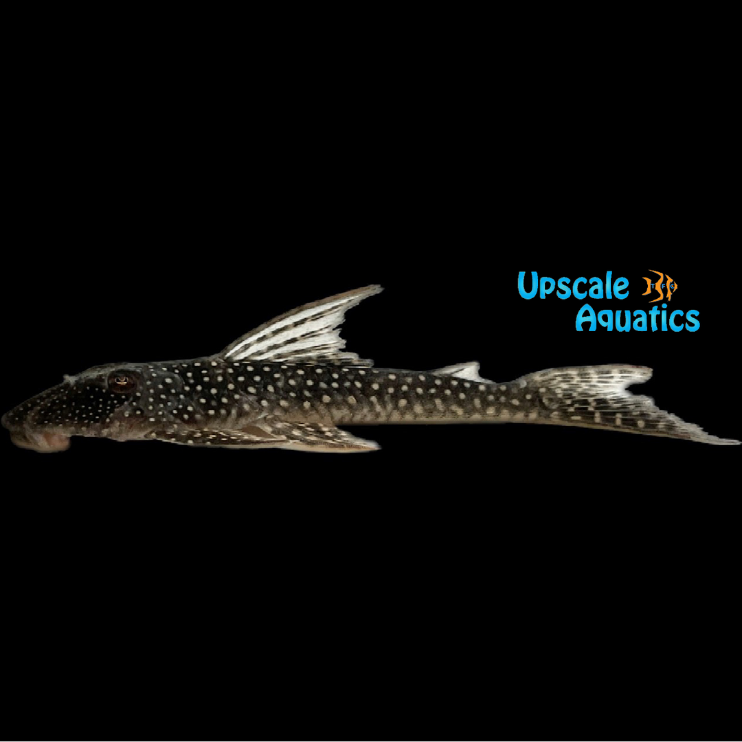 Flatheaded Phantom Pleco (Pseudancistrus sidereus)