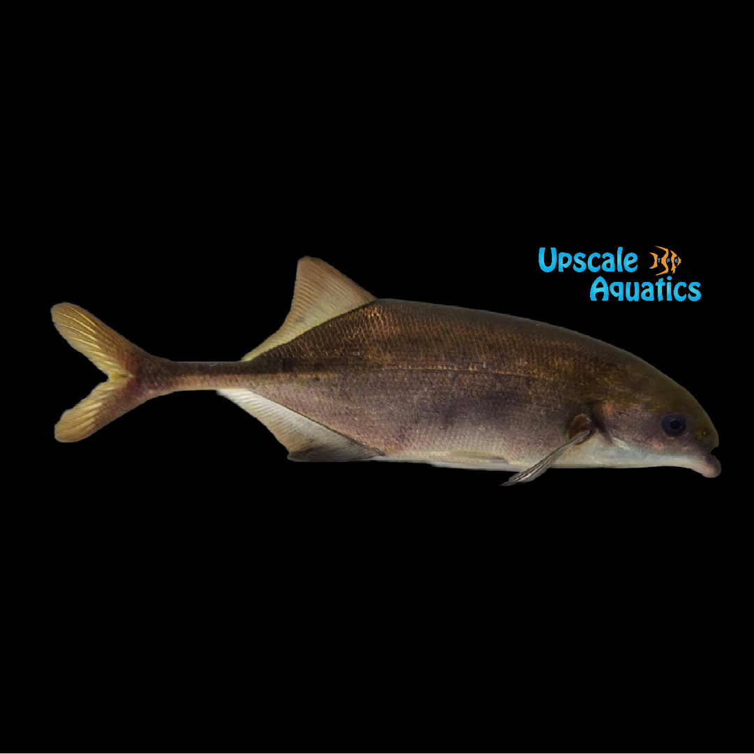 Bebe Short Nose Mormyrid (Hyperopisus cf. bebe)