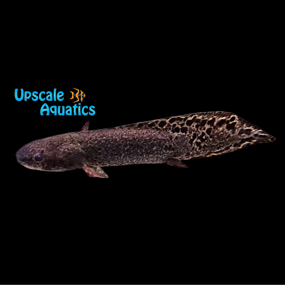 Australian Lungfish (Neoceratodus forsteri)