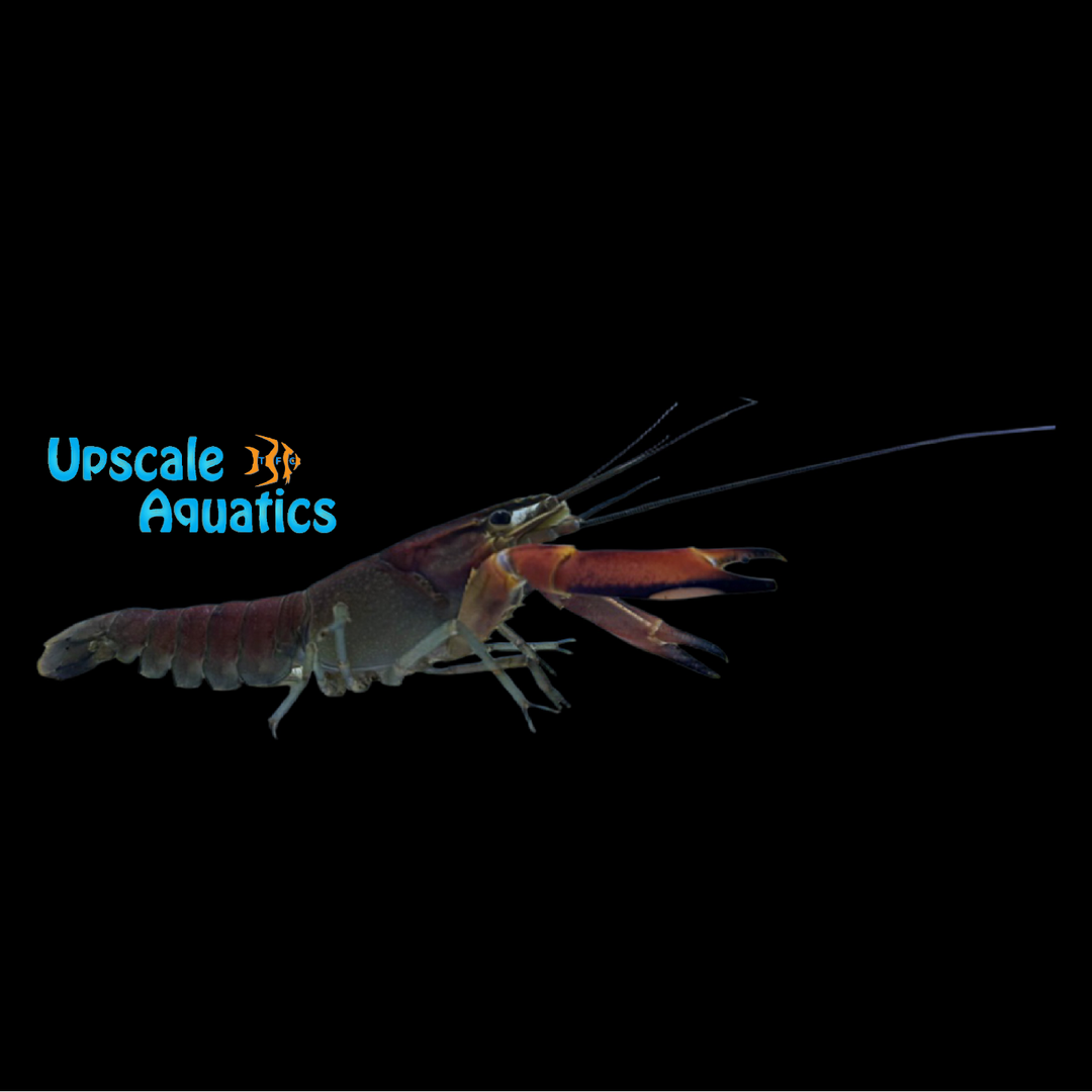 Red Brick Lobster (Cherax wagenknechtae)