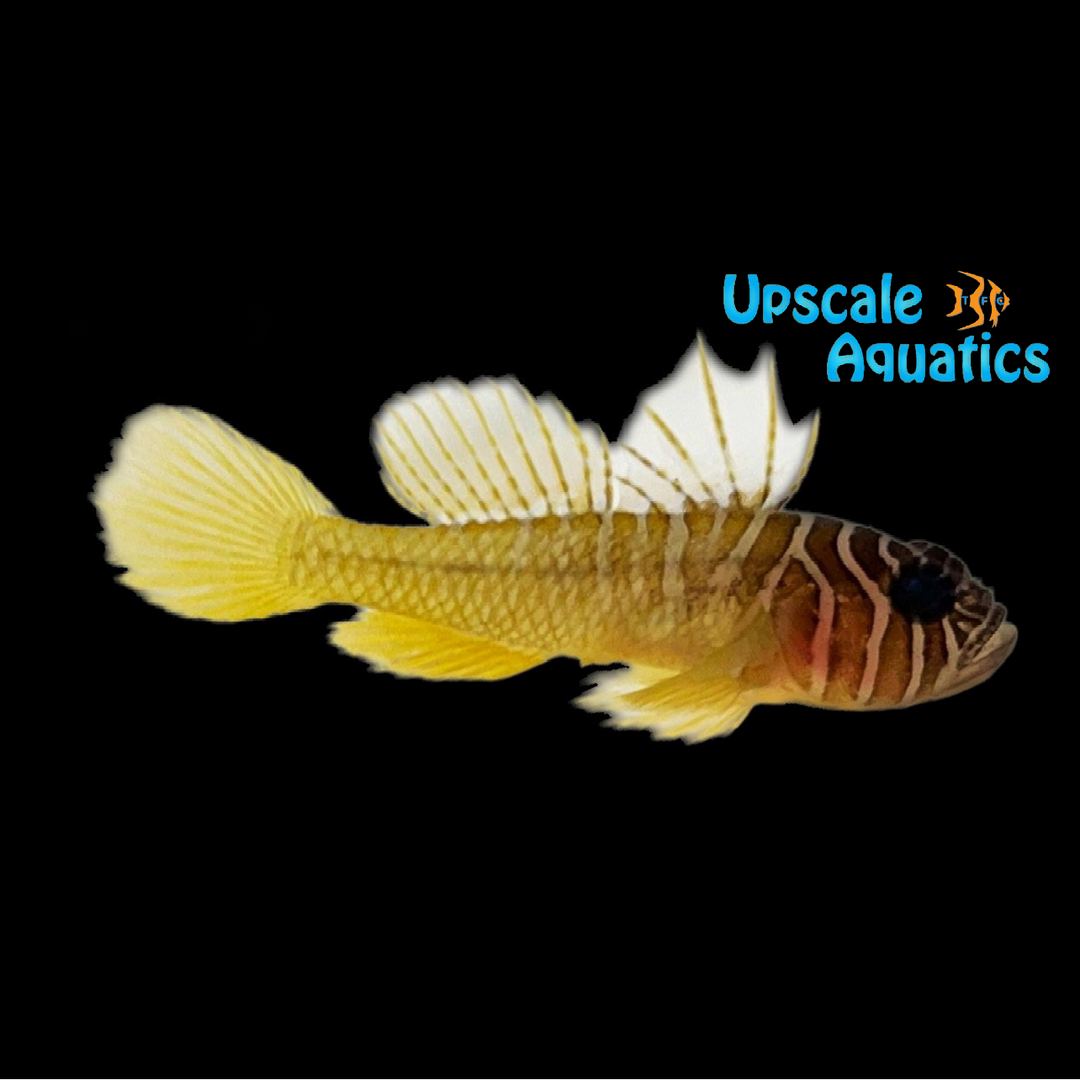 Half-barred Goby (Priolepis semidoliata)